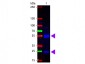Anti-Swine IgG (H&L)  (Fluorescein Conjugated) Secondary Antibody